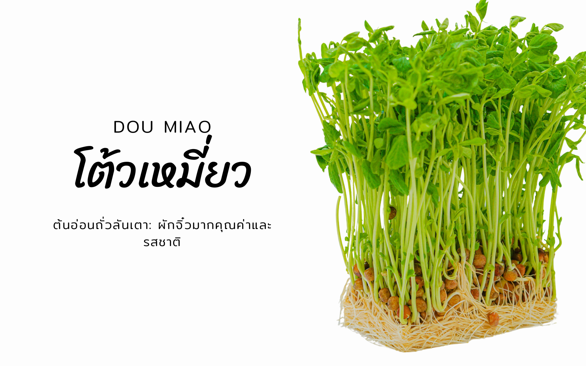 โต้วเหมี่ยว (Dou Miao) หรือ ต้นอ่อนถั่วลันเตา: ผักจิ๋วมากคุณค่าและรสชาติ