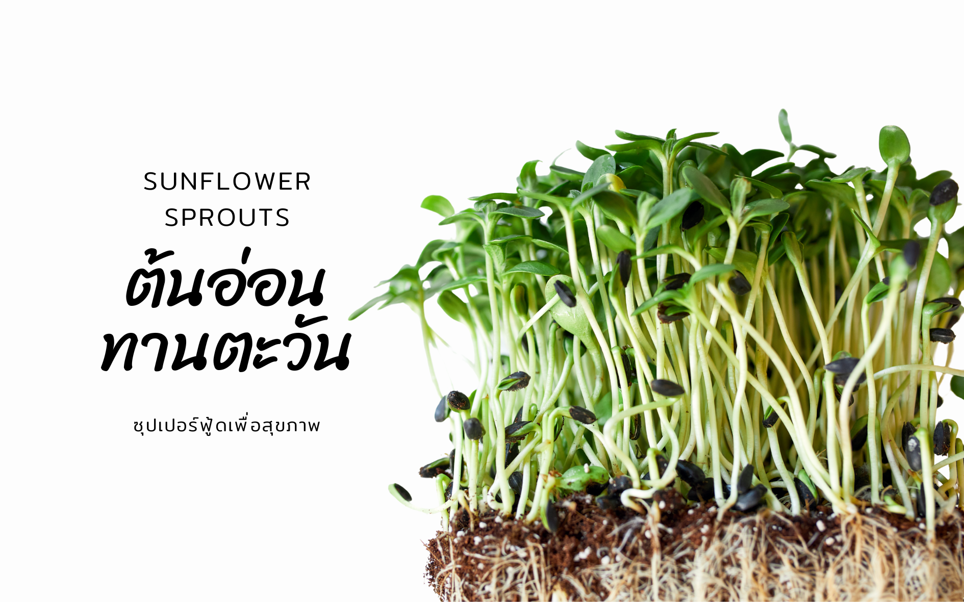 ต้นอ่อนทานตะวัน (Sunflower Sprouts): พลังจิ๋วจากเมล็ด สู่ซุปเปอร์ฟู้ดเพื่อสุขภาพ