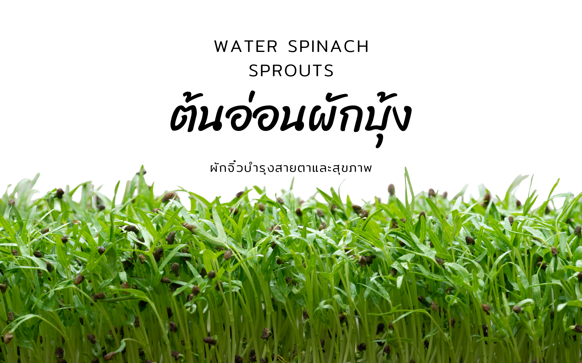 ต้นอ่อนผักบุ้ง (Water Spinach Sprouts): ผักจิ๋วบำรุงสายตาและสุขภาพ