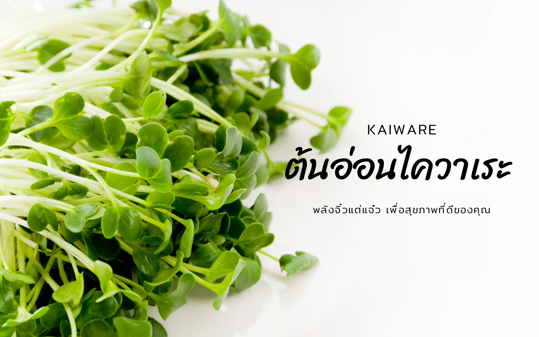 ต้นอ่อนไควาเระ (Kaiware): พลังจิ๋วแต่แจ๋ว